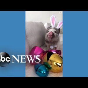 Adorable pig dresses up as Easter bunny