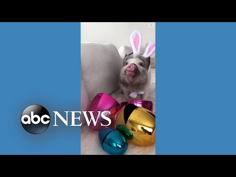 Adorable pig dresses up as Easter bunny