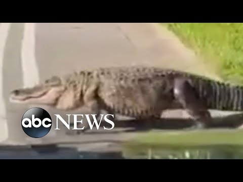 Alligator seen sauntering through Florida neighborhood