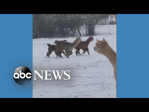 Alpacas play in the snow l ABC News