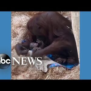 Baby orangutan born at Oregon Zoo