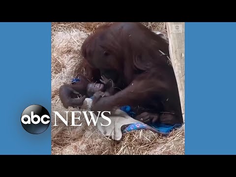 Baby orangutan born at Oregon Zoo