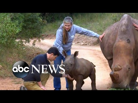 Baby rhinos give hope to saving endangered species
