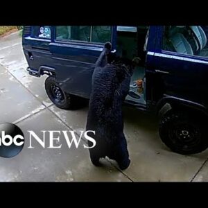 Bears search for food in van outside home