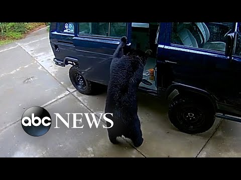 Bears search for food in van outside home
