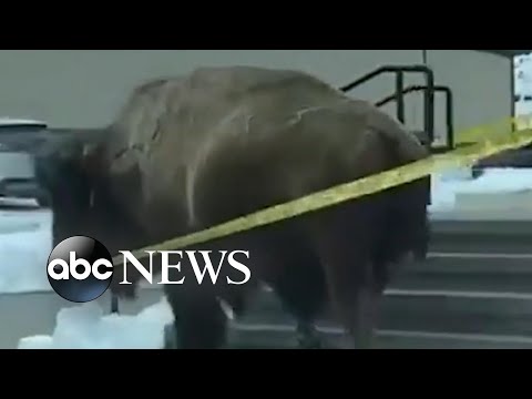 Bison tears down safety tape outside hotel