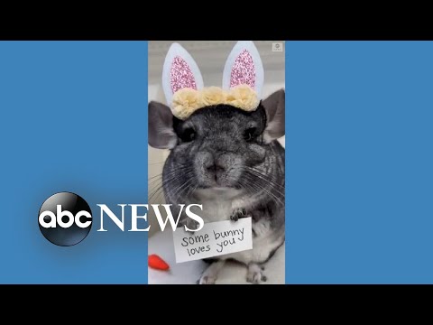 Chinchilla delivers special Easter message