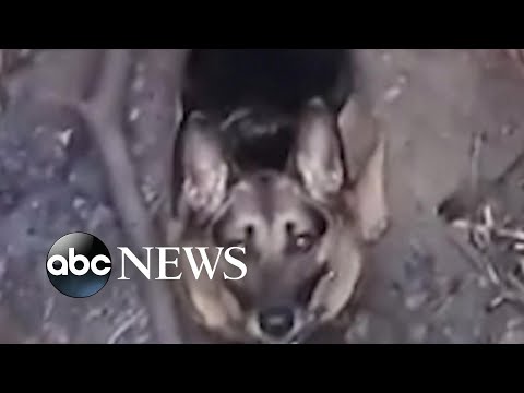Dog rescued after falling down hole l ABC News