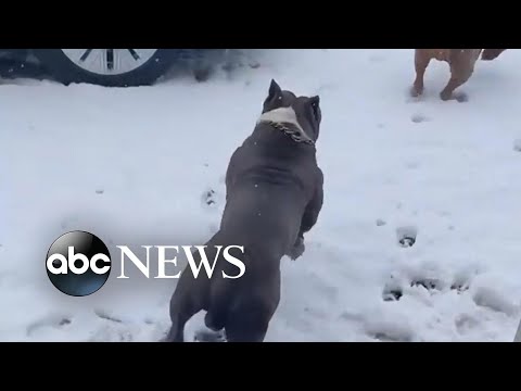 Dogs enjoy snow day in Buffalo l ABC News