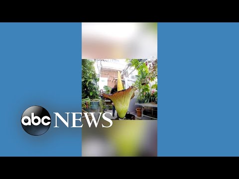 Foul-smelling corpse flower blooms in Michigan