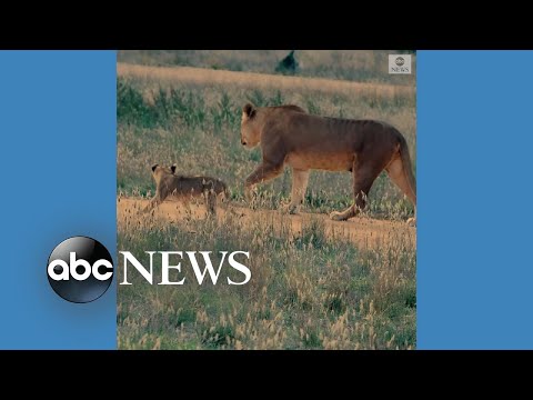 Lion cubs make debut at Australia zoo