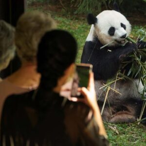 National Zoo celebrates 50 years of panda conservation