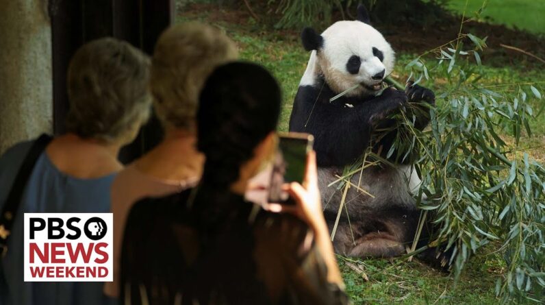 National Zoo celebrates 50 years of panda conservation