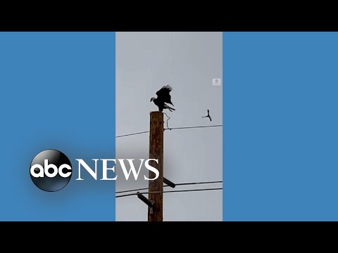 Persistent little bird bullies bald eagle off perch