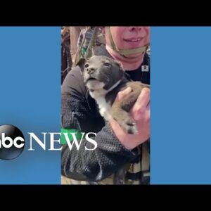 Puppy rescued from rubble in eastern Ukraine l ABC News