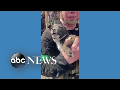 Puppy rescued from rubble in eastern Ukraine l ABC News