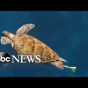 Stunning footage shows tourist swimming alongside sea turtle