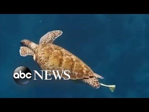 Stunning footage shows tourist swimming alongside sea turtle