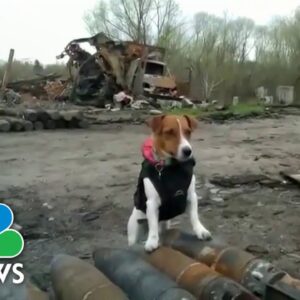 The Jack Russell Terrier Detecting Bombs In Ukraine