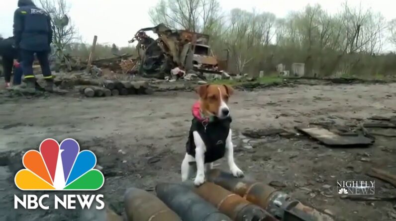 The Jack Russell Terrier Detecting Bombs In Ukraine