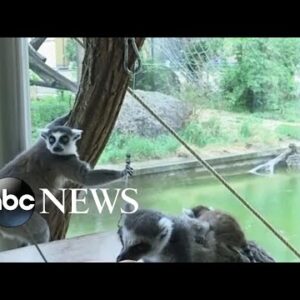 Vienna Zoo welcomes baby ring-tailed lemur l ABC News