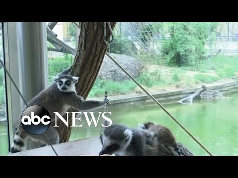 Vienna Zoo welcomes baby ring-tailed lemur l ABC News