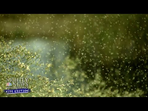 What Are Allergies And Why Do We Have Them? | Nightly News: Kids Edition