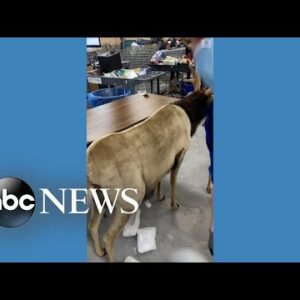 ‘White powder' found in stuffed reindeer donated to charity l ABC News