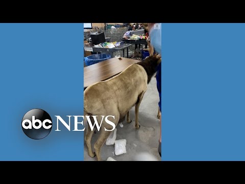 ‘White powder' found in stuffed reindeer donated to charity l ABC News