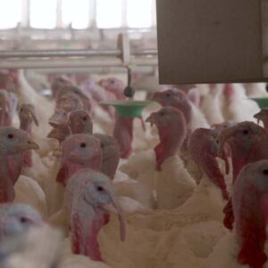 A highly contagious strain of bird flu plagues farmers across the U.S.