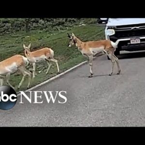 Antelope stops traffic at Yellowstone