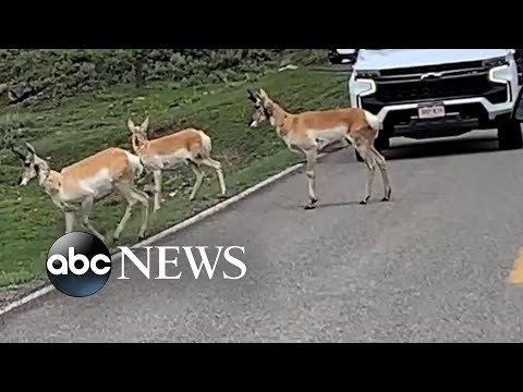 Antelope stops traffic at Yellowstone