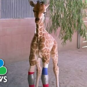 Baby Giraffe Able To Walk With The Help Of Human Orthopedic Group