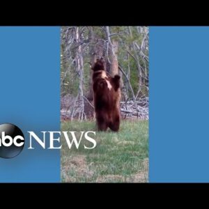 Bear finds perfect tree to scratch itch