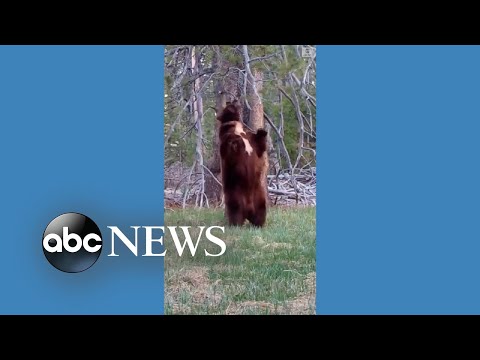Bear finds perfect tree to scratch itch