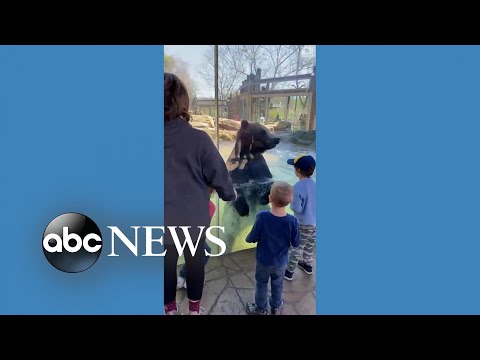 Bear jumps with kids at St. Louis zoo