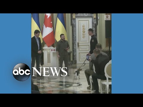 Bomb-sniffing dog awarded medal by Ukrainian president