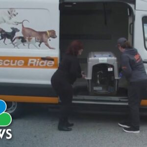 ASPCA Dog Airlift Program Proves Successful With 200,000 Animals Relocated
