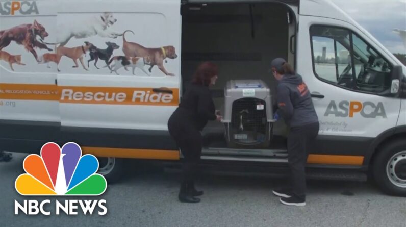 ASPCA Dog Airlift Program Proves Successful With 200,000 Animals Relocated