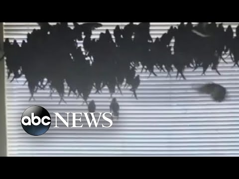 California couple comes home to hundreds of birds in house