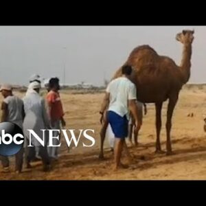 Camel rescued after getting stuck in wet sand