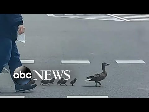 Family of ducks cross road in Spain