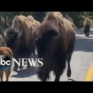 Herd of bison hold up traffic l ABC News