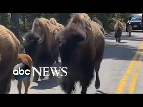 Herd of bison hold up traffic l ABC News