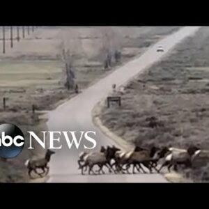 Herd of elk cross national park road