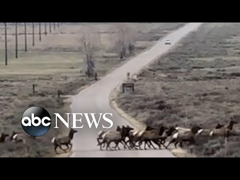 Herd of elk cross national park road