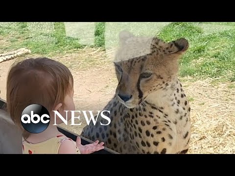 Little girl shares a moment with a cheetah at a zoo