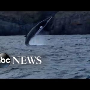 Minke whale spotted off Irish coast
