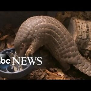Pangolins introduced at zoo in Prague