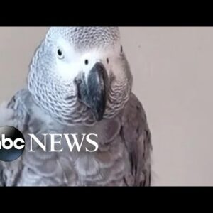 Parrot imitates owner's sniffles